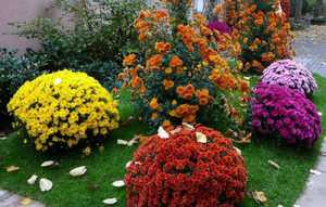 Выращивание хризантем на даче или дома обязательно должно включать в себя внесение подкормок