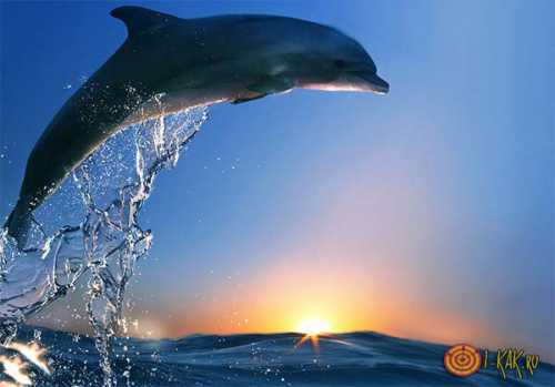 К чему снятся дельфины, толкование сна про стаю