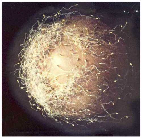 У некоторых животных, например, моллюсков, в яйцеклетку проникает весь сперматозоид, в этом случае хвостик растворяется в цитоплазме