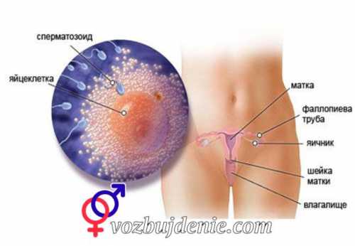 Процесс оплодотворения яйцеклетки