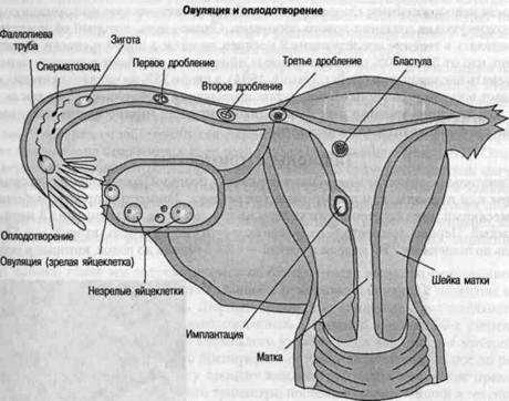 В результате образуется оболочка оплодотворения