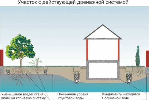 Для этого удаляют сорняки, поливают и удобряют почву, затем распределяют торфяное покрытие тонким слоем на поверхности см, стараясь не затрагивать зоны вокруг стеблей