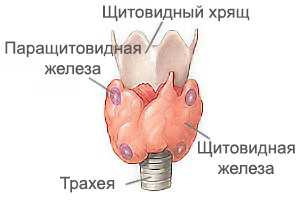 Паращитовидная железа